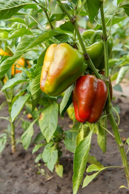 Pimientos que crecen en arbustos en el jardín Pimiento búlgaro o dulce