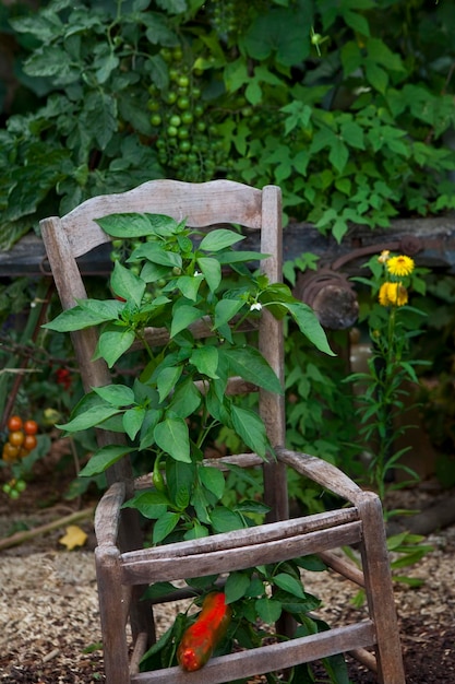 Pimientos que crecen a través de una silla vieja