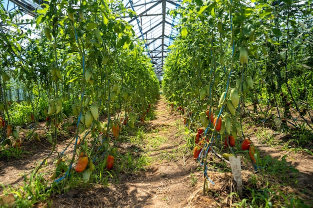 pimientos rojos cultivados en invernadero en una granja orgánica