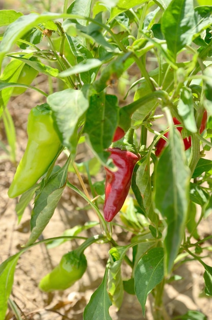 Pimientos rojos frescos en el huerto