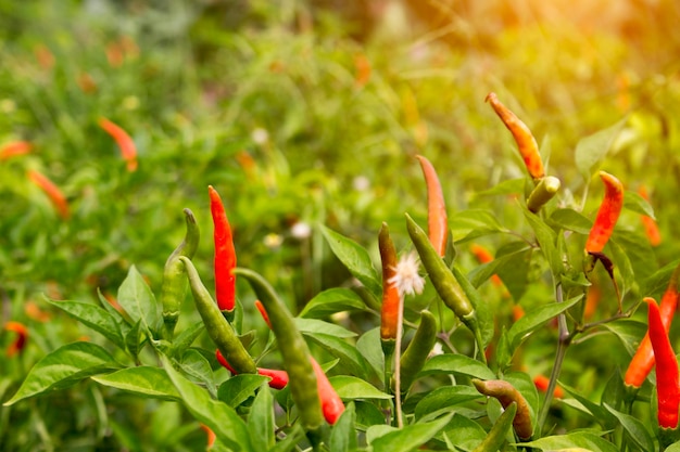 Pimientos rojos en la granja de la huerta orgánica