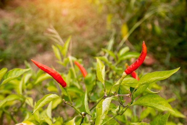 Foto pimientos rojos en la granja de la huerta orgánica