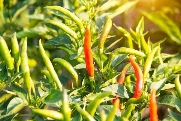 Pimientos rojos en la granja de la huerta orgánica