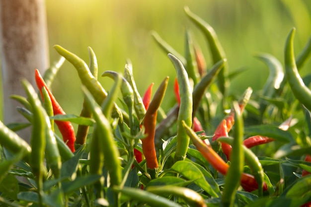 Pimientos rojos en la granja de la huerta orgánica