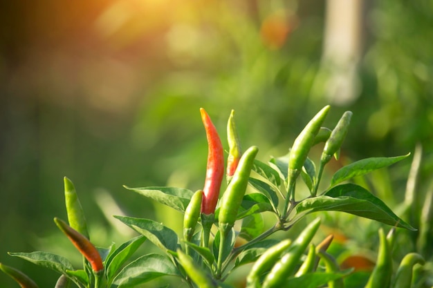 Pimientos rojos en la granja de la huerta orgánica