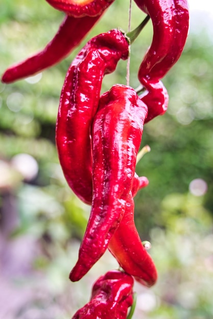 Foto pimientos rojos la huerta