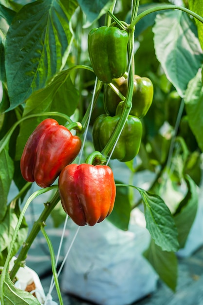 Pimientos rojos en invernadero