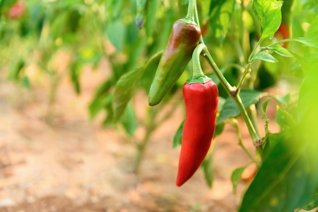 Pimientos rojos y verdes largos y calientes en un arbusto en un jardín vegetal en un día soleado