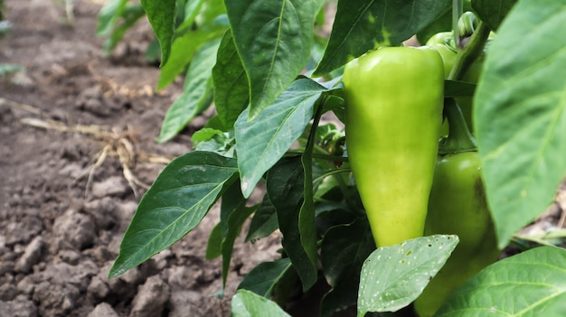 Los pimientos verdes crecen en el jardín. Pimiento morrón o pimiento en crecimiento. Pimientos verdes en el jardín.