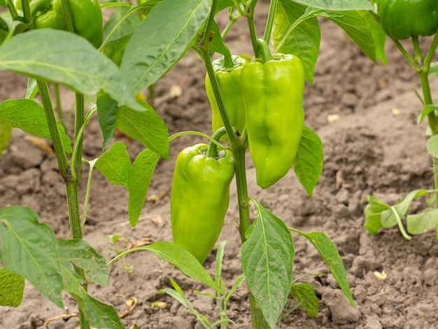 Pimientos verdes inmaduros que crecen en un arbusto en el jardín poca profundidad de campo.