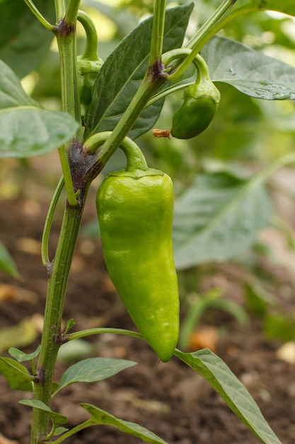 Pimientos verdes inmaduros que crecen en arbustos en el jardín Búlgaro o planta de pimiento dulce