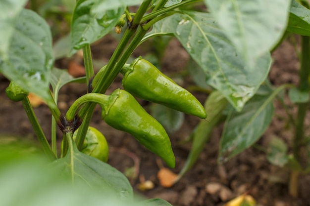 Pimientos verdes inmaduros que crecen en arbustos en el jardín Búlgaro o planta de pimiento dulce