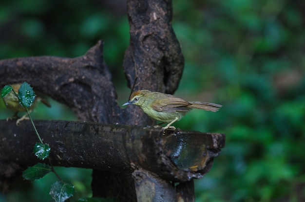 Pin-rayas Tit Babbler en el bosque de Tailandia