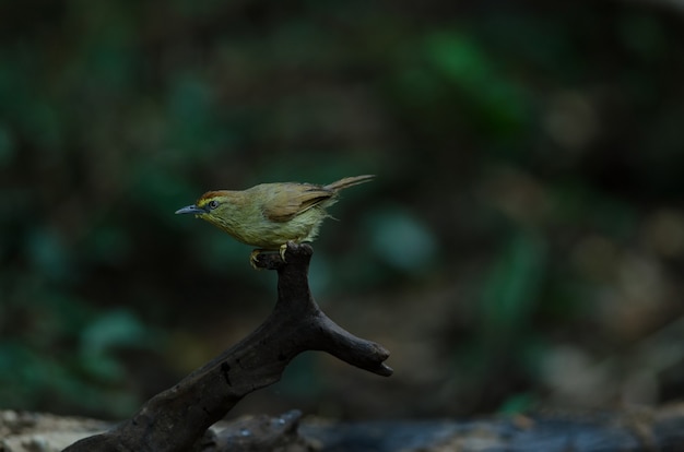 Pin-rayas Tit Babbler (Macronus gularis)