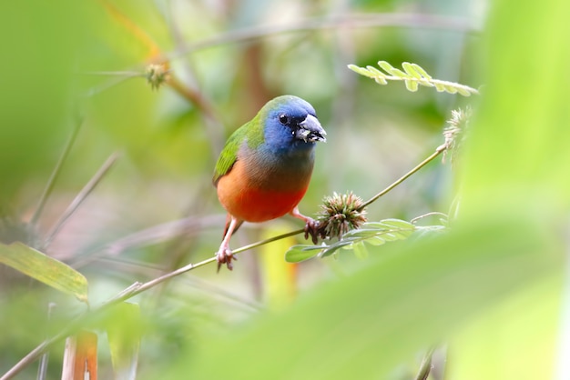 Pin-tailed Parrotfinch Erythrura prasina Schöne Vögel von Thailand