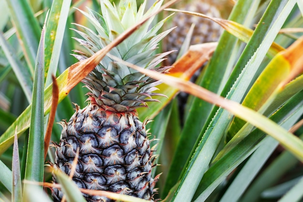 Piña en el árbol en el campo.