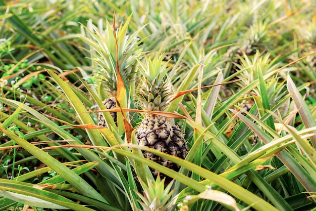 Piña en árbol en granja.