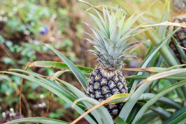 Piña en el árbol.