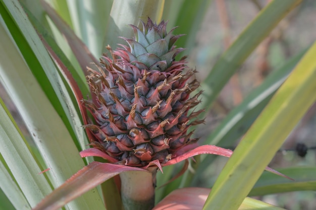 Piña en el árbol