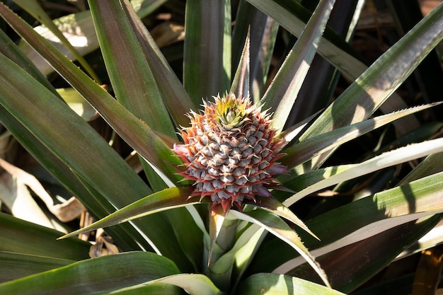 Piña bebé brasileña creciendo