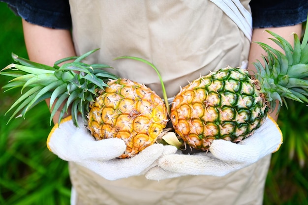 Piña para comida fruta piña madura a mano piña fresca frutas tropicales verano