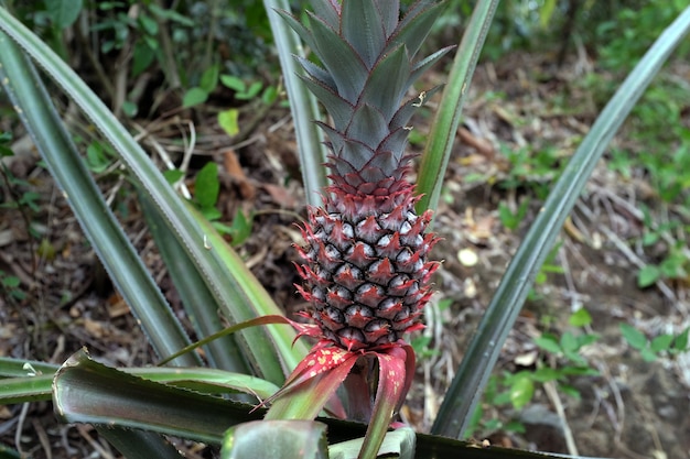 Foto la piña crece en el bosque.