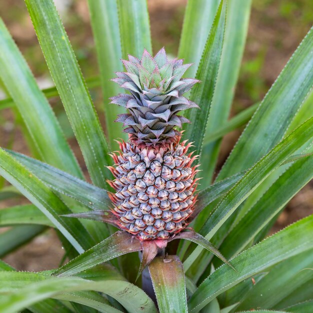 Piña creciendo en una plantación de frutas tropicales isla Koh Phangan Tailandia Cerrar