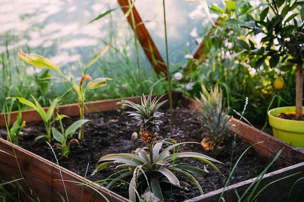 Piña cultivo invernadero botánica natural