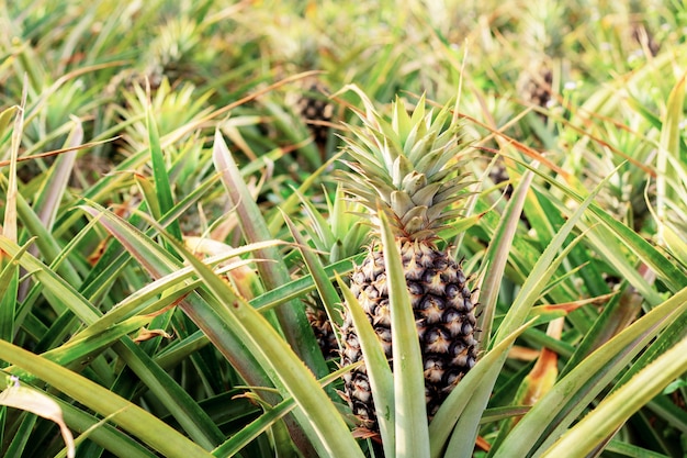 Piña en granja con luz del sol.