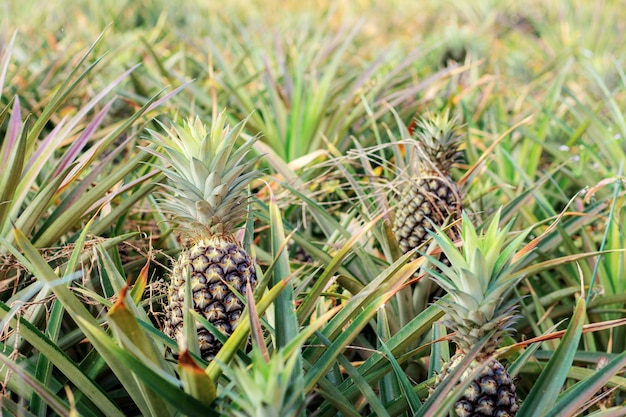 Piña en una granja.