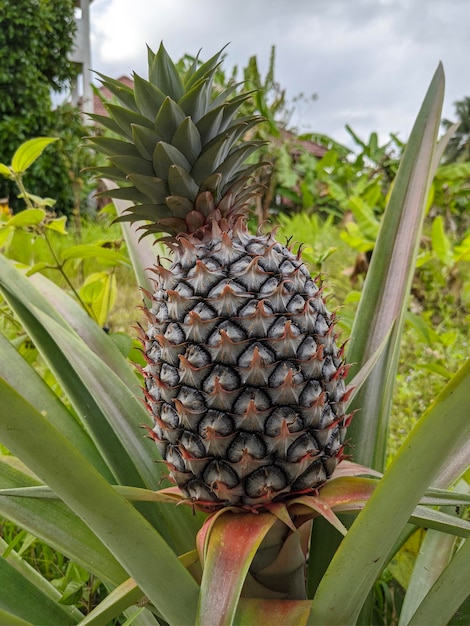 Foto una piña en el jardín.