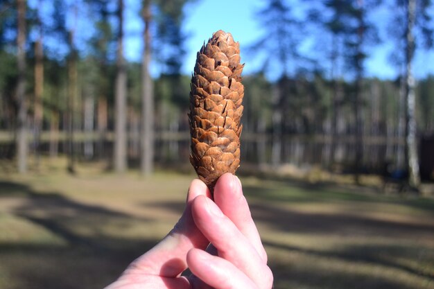 Piña en manos del hombre en el contexto de la naturaleza