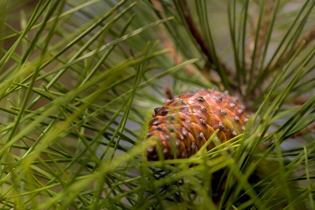 Una piña entre las ramas de un pino