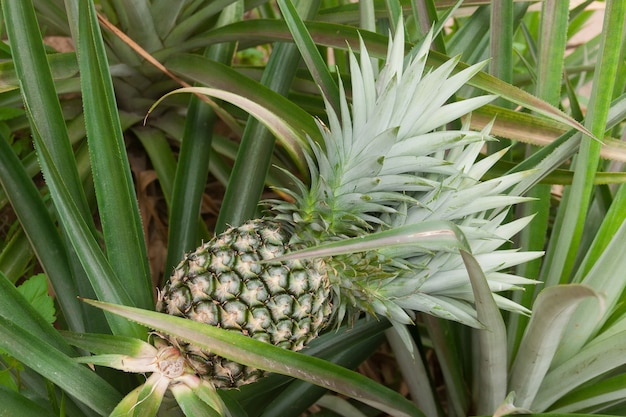 Piña verde inmadura en Bush en Tailandia Pineapple Garden extreme closeup
