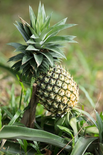 piña