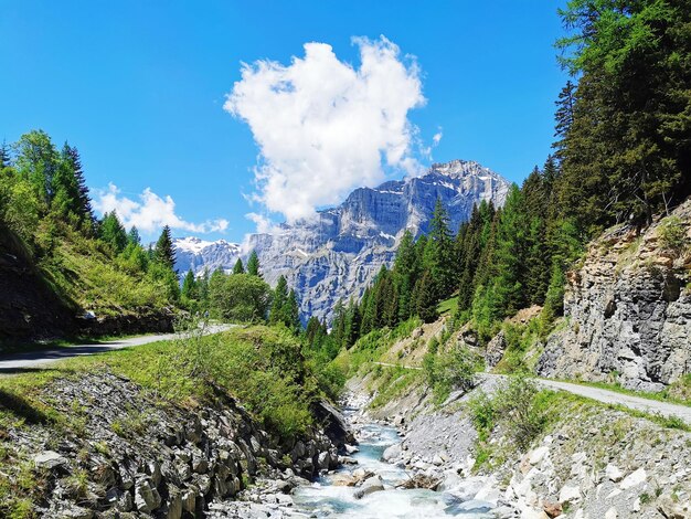 Foto las pináceas en leukerbad