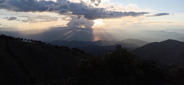 Foto las pináceas