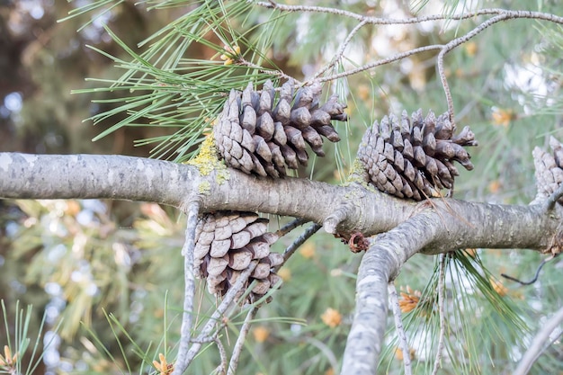 Piñas secas y abiertas en el árbol.