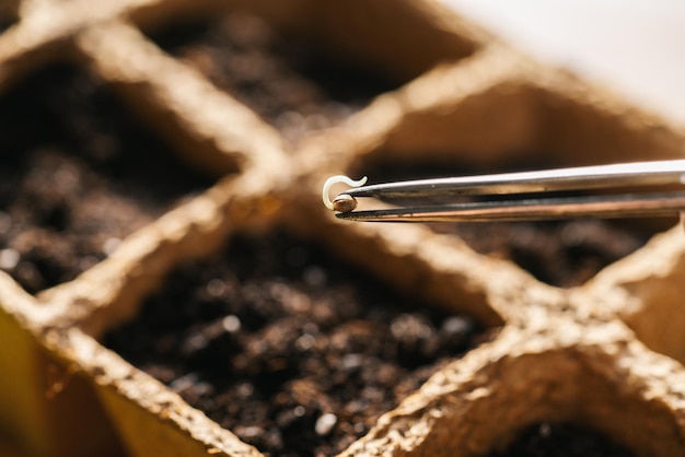 pinças segurando sementes de cannabis sobre um pote, imagem de conceito de cultivo de maconha indoor