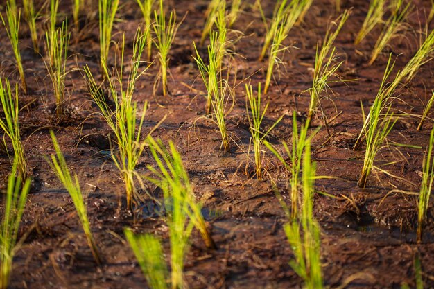 Pinchazo de brotes de arroz en plántulas de barro de arroz con fondo de naturaleza