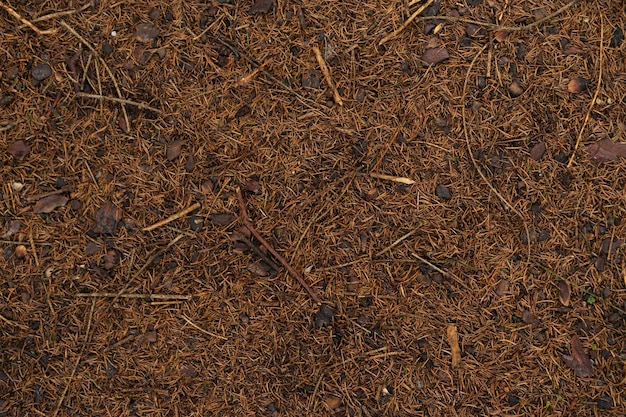 Pine Bumps und Nadeln auf dem Boden liegend Organische Textur