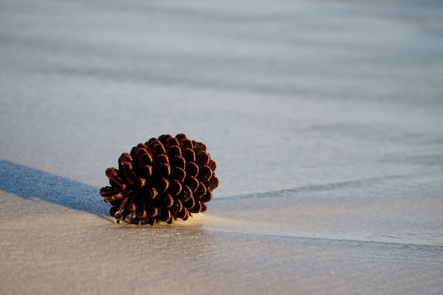 Pine Cone am Ufer