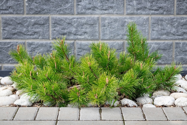 Pine Pinus mugo mughus em paisagismo