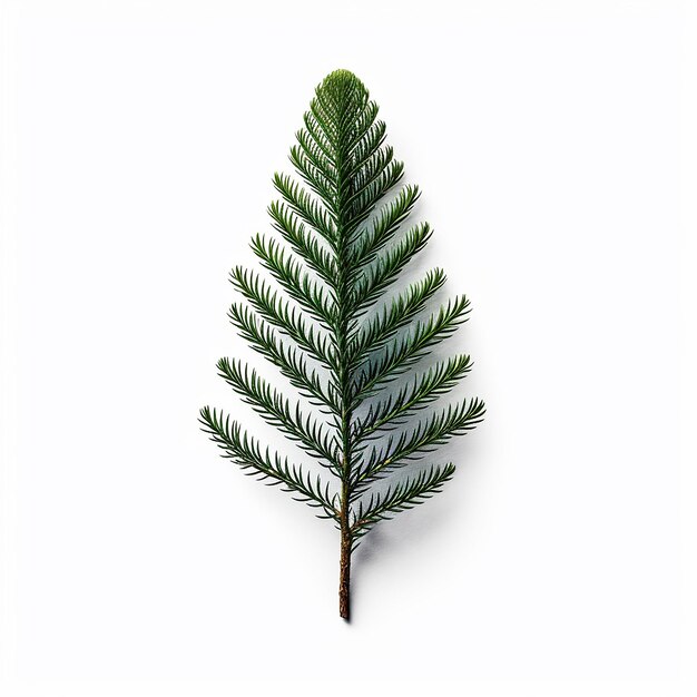 Foto pine tree clip art con fondo blanco