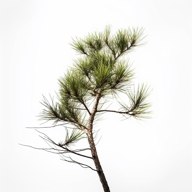 Pine Tree Clip Art con fondo blanco