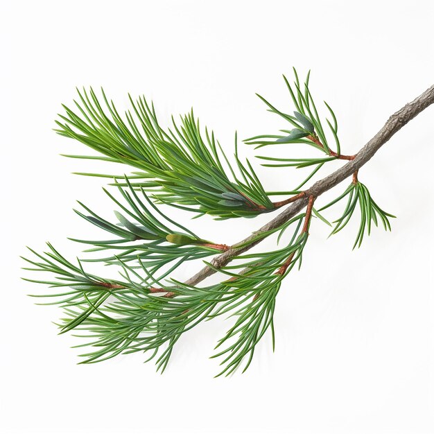 Pine Tree Clip Art con fondo blanco