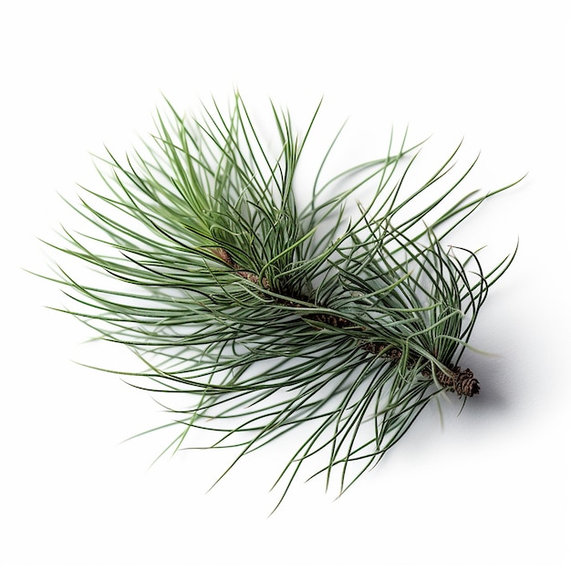 Pine Tree Clip Art con fondo blanco