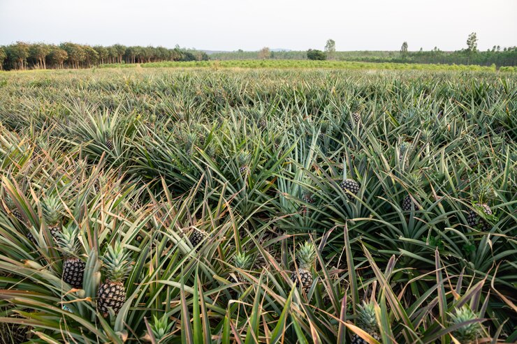 Pineapple está localizado na Pranburi Prachuapkirikhan Province