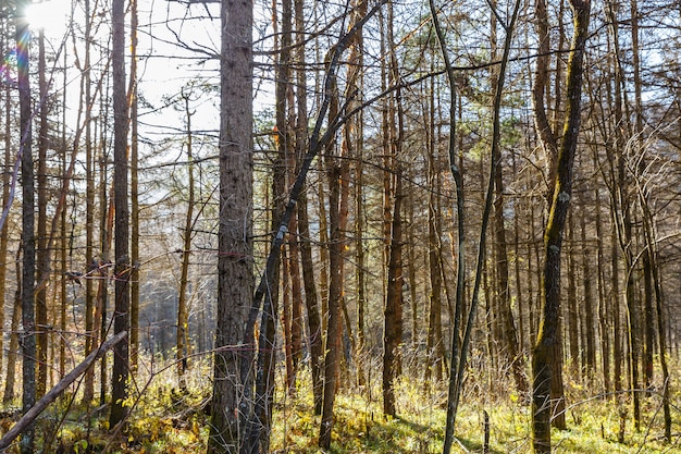 Pinery, Kiefernwald, Kiefer, Feenwald