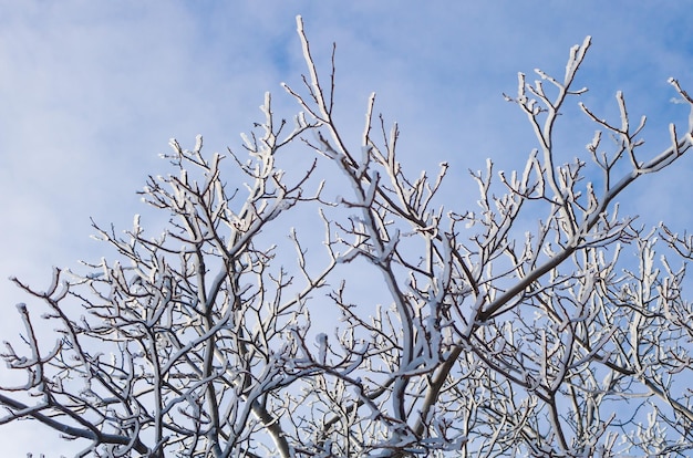 Pingentes de gelo em uma árvore frutífera com lindo céu azul Conceito de inverno